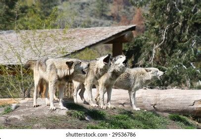 2,377 Wolf Pack Howling Images, Stock Photos & Vectors | Shutterstock