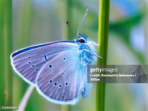 Iridescent Butterfly Photos and Premium High Res Pictures - Getty Images