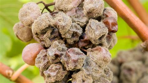 What is Noble Rot? The Juicy Details Behind Botrytis The Juicy Details ...