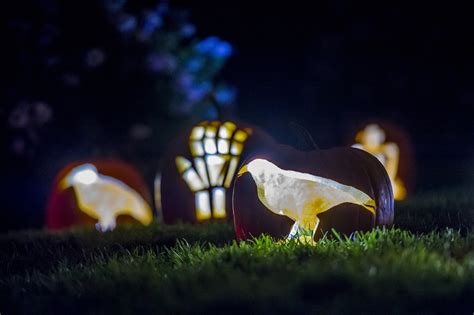 Good Gourd Design – The Art of Glow at the Gardens | Denver Botanic Gardens