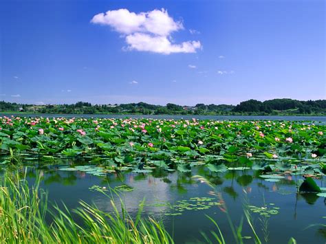 【白洋淀风景区】保定白洋淀风景区景点介绍,门票,在哪里-北京中国国旅