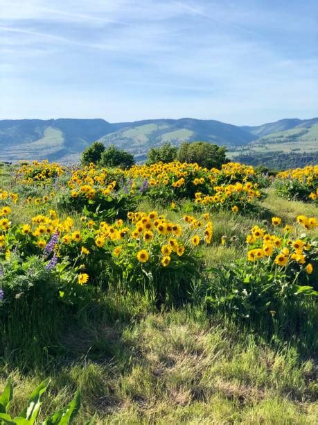 390+ Columbia Gorge Wildflowers Stock Photos, Pictures & Royalty-Free ...