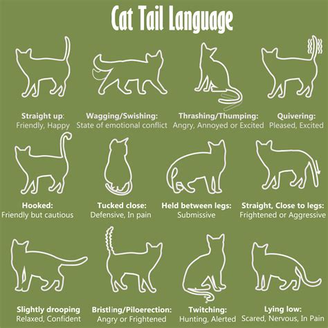 Cat Body Language Chart and Pictures | Cat tail language, Cat tail, Cat ...