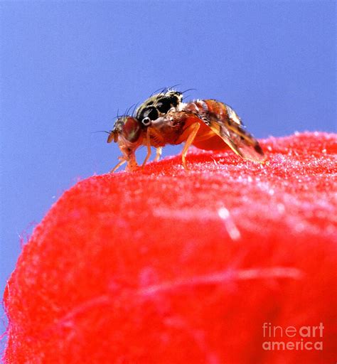 Mediterranean Fruit Fly Photograph by Science Source - Pixels