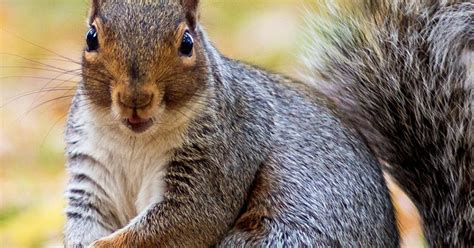 Do squirrels hibernate? | Love The Garden