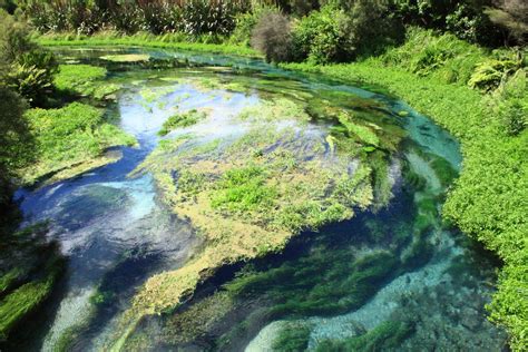 Blue Spring - Te Waihou Walkway | Waikato, Blue springs, Scenic routes