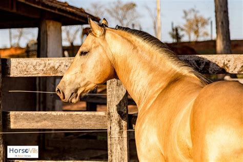 Buckskin Horse Facts, Origins & Colors (W/ Pictures & Videos)