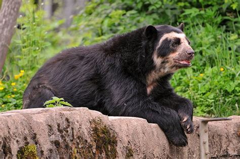 Spectacled bear - Alchetron, The Free Social Encyclopedia