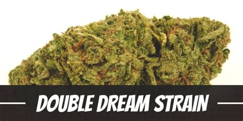 Double Dream Strain Information and Review