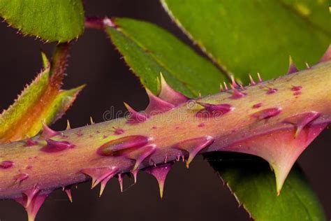 Thorns of roses stock image. Image of springtime, brown - 84948041