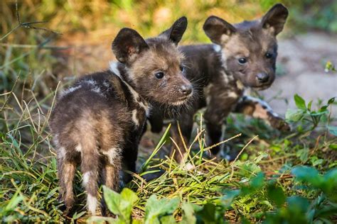 Rare African painted dog pups born at ZooTampa