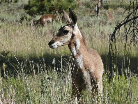 Bryce Canyon Biche | Bryce canyon, Bryce canyon national park, Animals