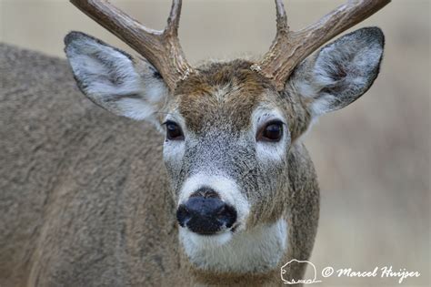 Marcel Huijser Photography | Montana wildlife: Close-up of White-tailed deer (Odocoileus ...