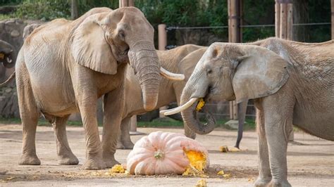 Trick-or-Treat Fest celebrates 4th year at Cleveland Metroparks Zoo