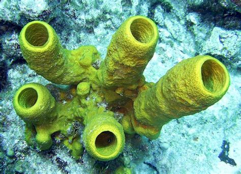 The beginning: Sponges - the most dominate species in the ocean?