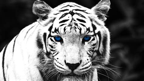 White Tiger With Blue Eyes Wallpapers 3d - Wallpaper Cave