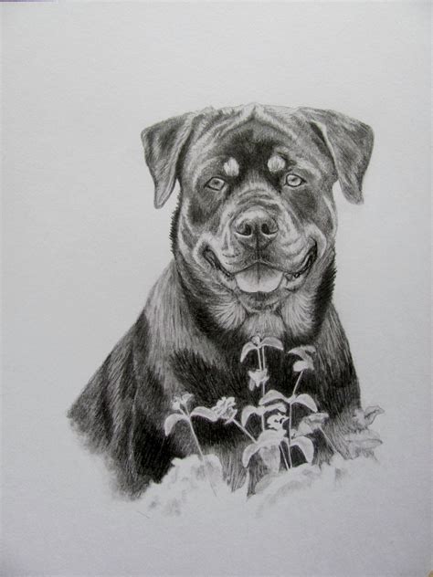 The #Rottweiler sketch I just finished. Done in graphite pencil in 8x10 ...