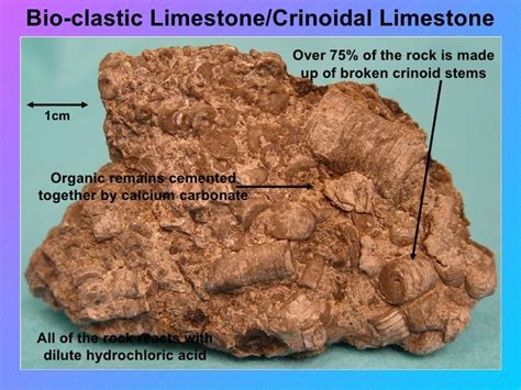 Organic chemical sedimentary_rockssmall