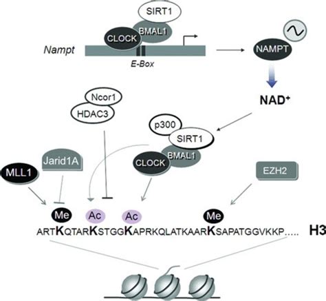 Linking cellular metabolism with the circadian clock transcriptional... | Download Scientific ...