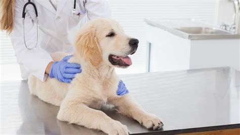 Pet Insurance: What Is, How Much, Coverage, and More | Animals Breeds