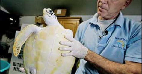 Endangered Turtle To Get Bionic Flipper - CBS News