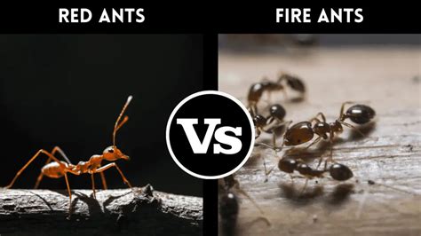 Red Ants vs. Fire Ants: How To Tell the Difference? – pestinformer.com