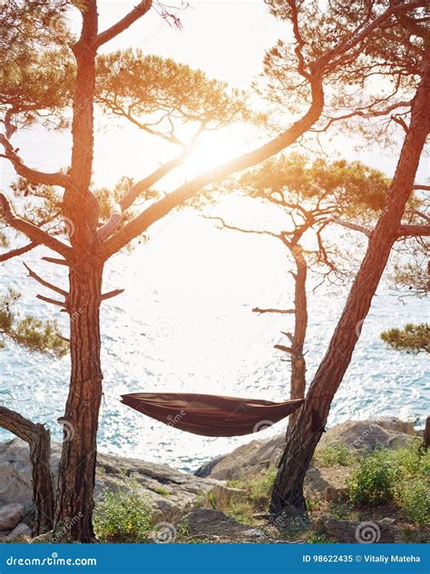 An Empty Hammock Hanging between the Pine Trees at the Seaside with ...