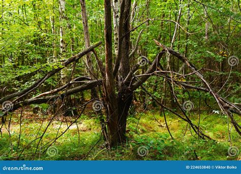 The Consequences of a Strong Wind in a Forest Stock Photo - Image of ...