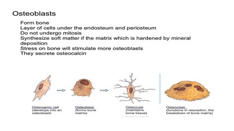 Osteogenic Cells and Osteoblasts - YouTube