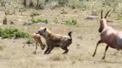 Incredible! Topi Attacks Hyena That Stole Baby | Great Plains Conservation - YouTube