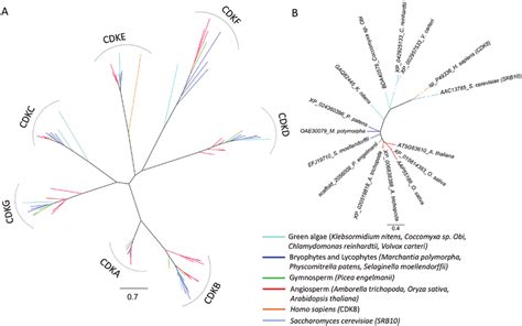 Phylogenetic relationship of CDK proteins. CDK protein sequences from ...