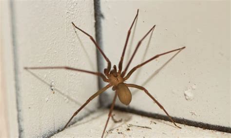 9 Signs of Brown Recluse Infestation