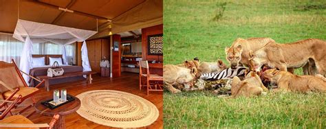 Serengeti Bushtops Camp, Tanzania - AfricanMecca Safaris & Tours