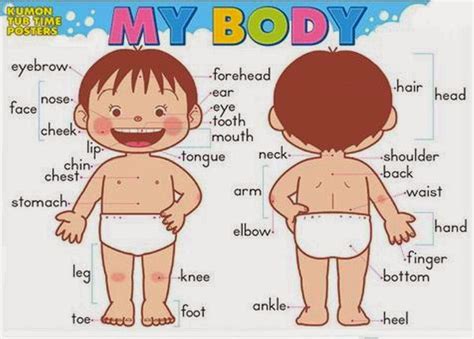 UP AND AWAY: MY BODY VOCABULARY