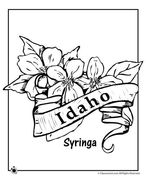 Idaho State Flower Coloring Page | Woo! Jr. Kids Activities : Children ...