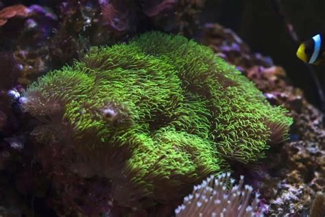 Green Star Polyps (Pachyclavularia Violacea) Grow & Care Guide