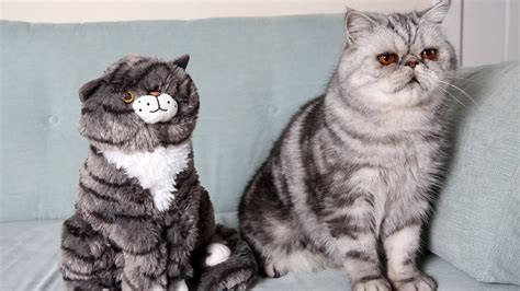 Mog The Cat Doppleganger - YouTube