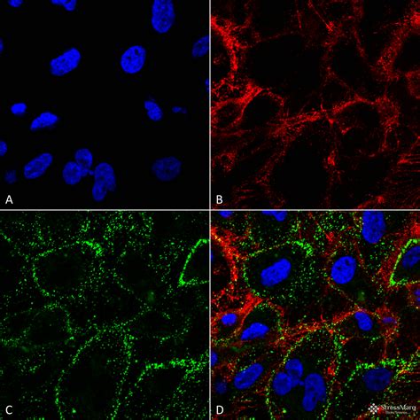 Anti-HSP70 [1H11] Monoclonal IgG1 | StressMarq