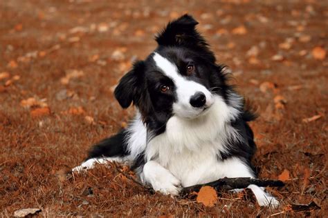 How Much Do Border Collies Usually Cost