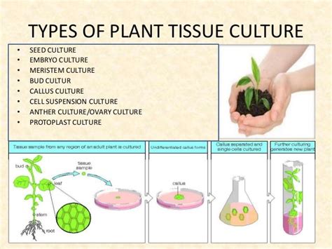 application of plant tissue culture