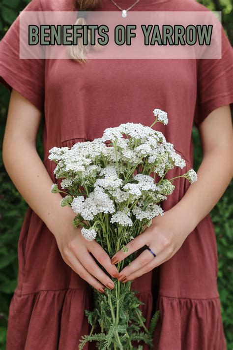 The Many Benefits of Yarrow Plant - Tidbits