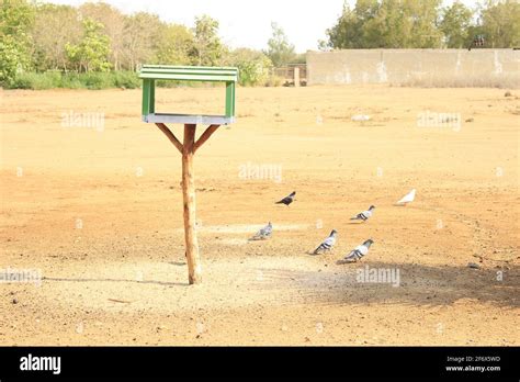 dove nest building Stock Photo - Alamy