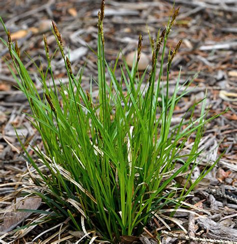 Carex pensylvanica - Charleston Aquatic and Environmental Inc.