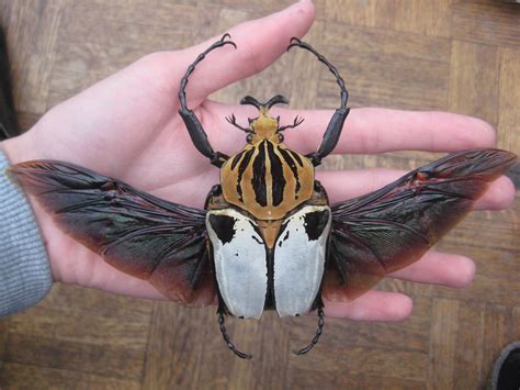 The Goliath Beetle | Goliath beetle, Insects, Beautiful bugs