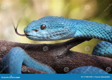 Poisonous Blue Insularis Viper Snake Stock Image | CartoonDealer.com ...