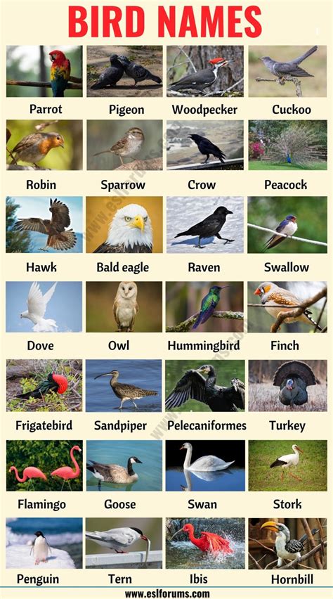 Bird Names: Different Types of Birds in English with the Picture! - ESL ...