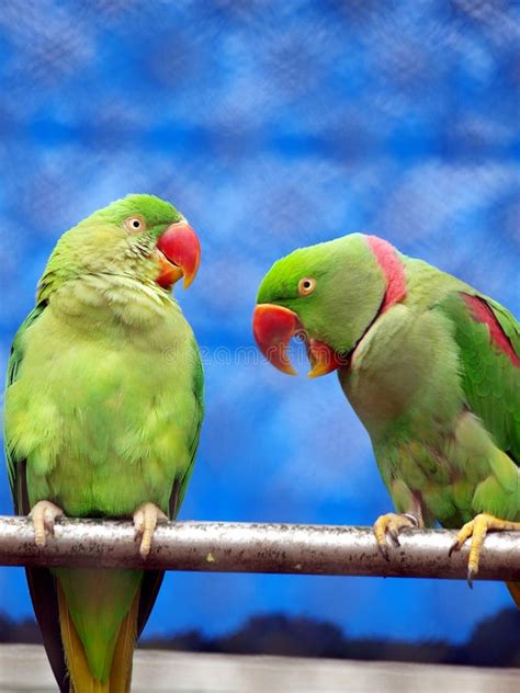 Talking parrot stock image. Image of bird, nimals, nature - 16823991