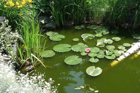 pond-edging-plants-248445 | Garden Ponds & Lakes