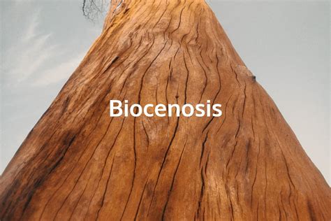 Biocenosis; Qués es, tipos, componentes y ejemplos | OVACEN