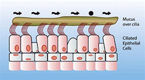 #15 Cell functions | Biology Notes for IGCSE 2014